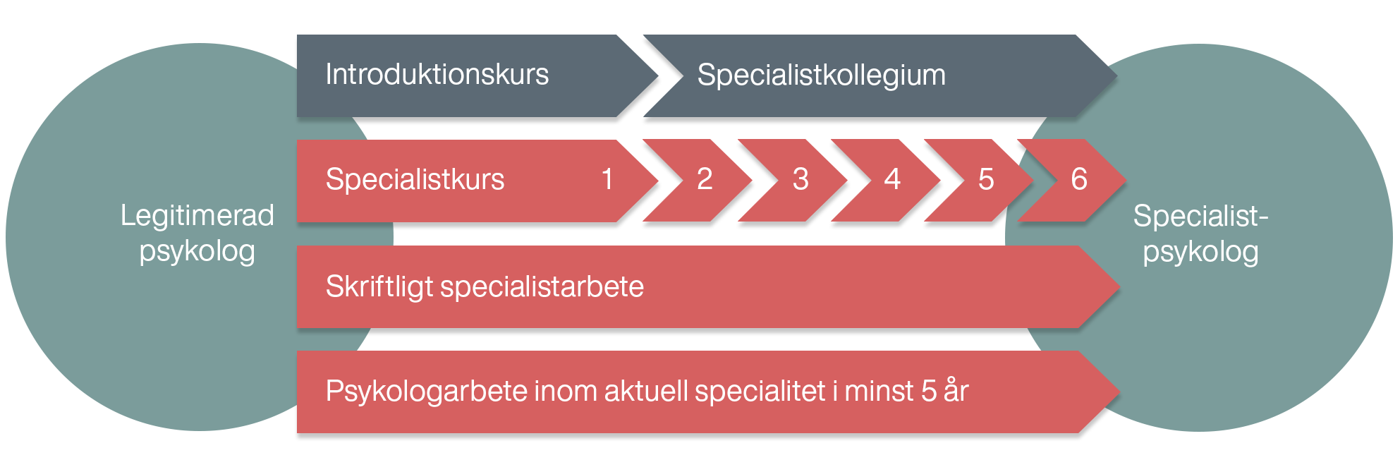 En illustration som visar hur utbildningsmomenten inom specialistutbildningen förhåller sig till varandra.