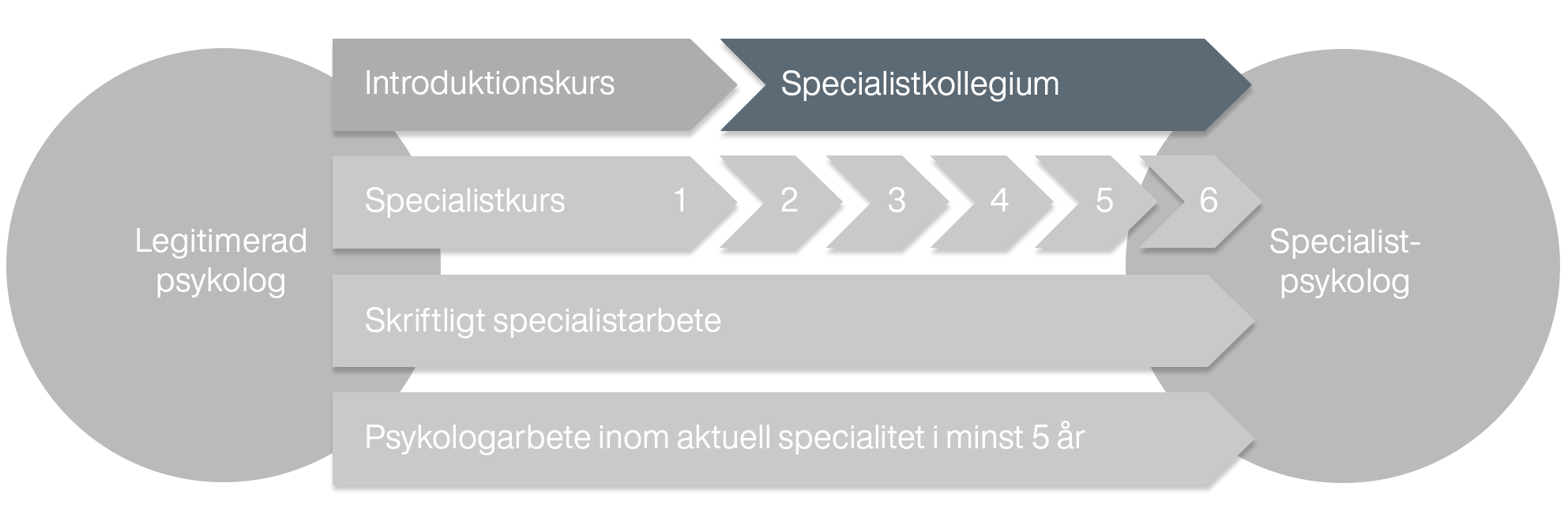 En illustration som visar hur specialistkollegium förhåller sig till övriga utbildningsmoment som ingår i specialistutbildningen.