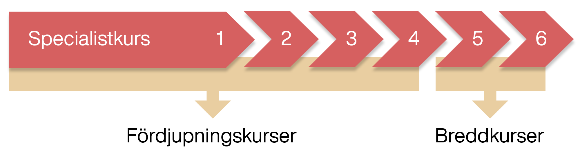 En illustration som visar hur många av specialistkurserna som behöver vara fördjupningskurser, och hur många som får vara breddkurser.